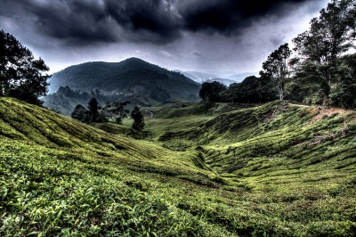 Tea plantation, Cameron Highlands
