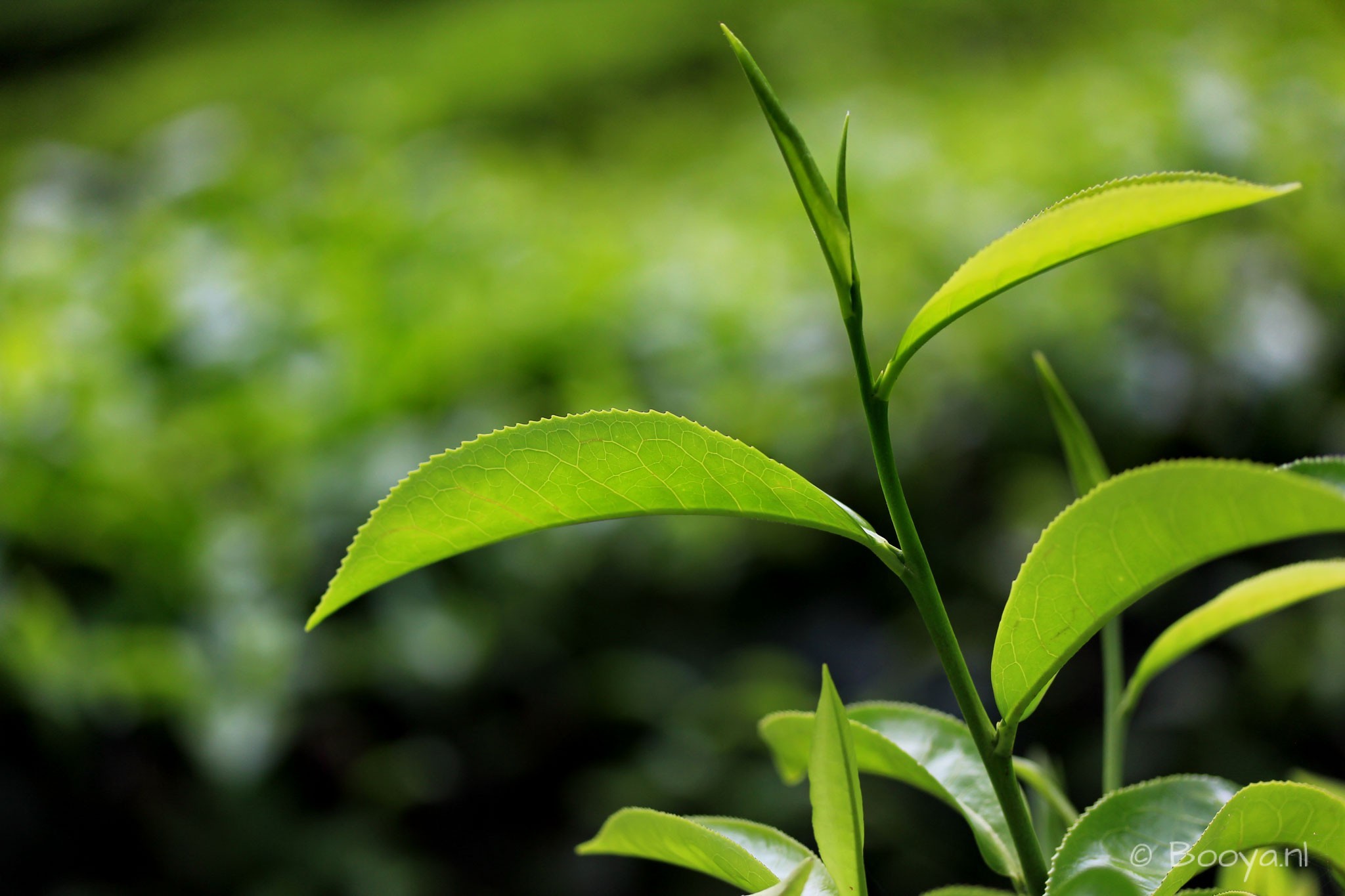 Tea plantation, Cameron Highlands