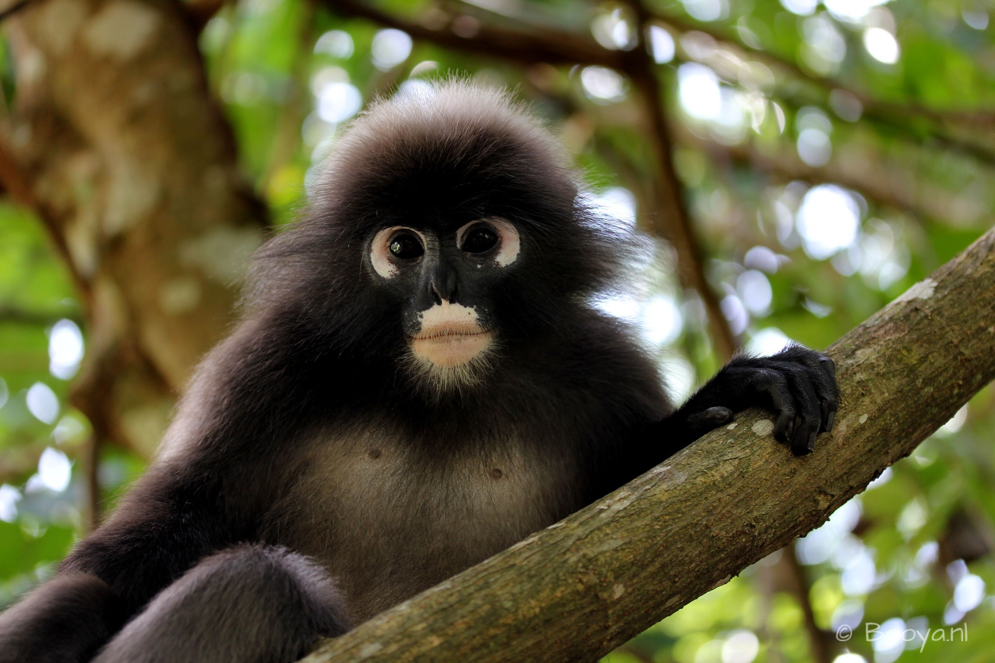 Dusky Leaf Monkey, Langkawi