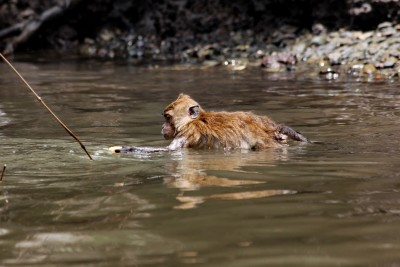 Swimming Macaque
