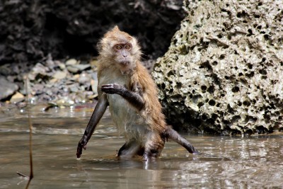 Wet Macaque
