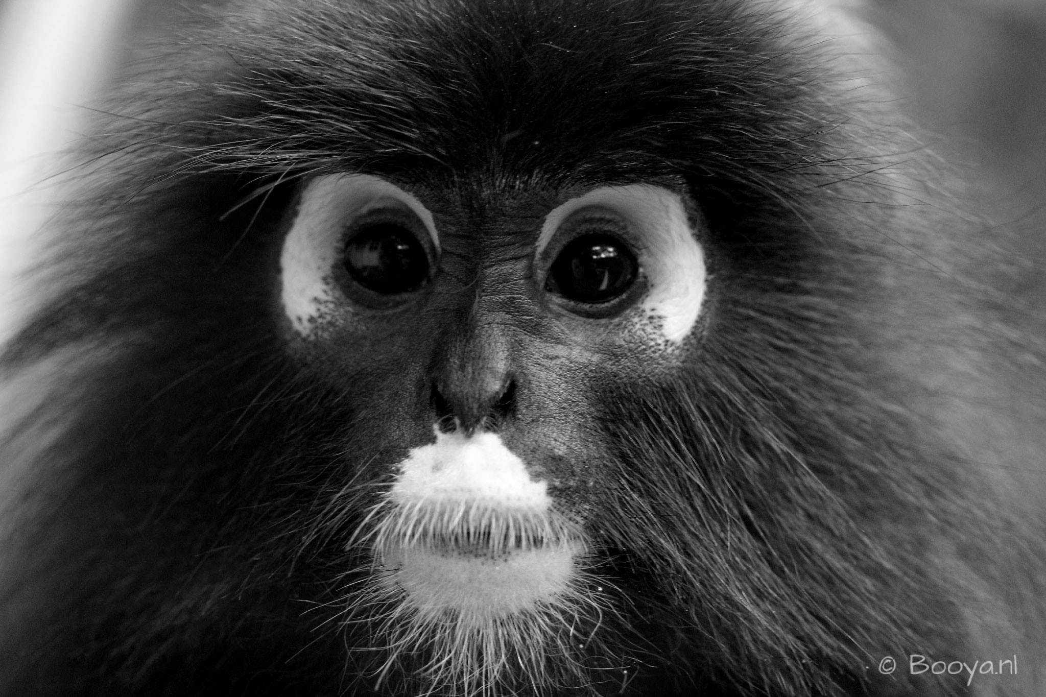 Dusky Leaf Monkey, Langkawi