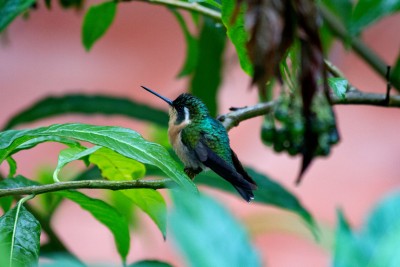 Hummingbird