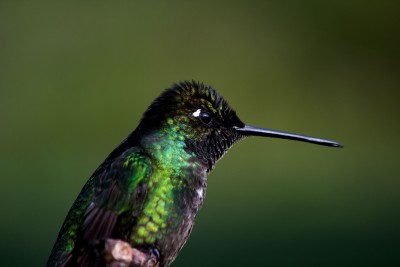 Hummingbird