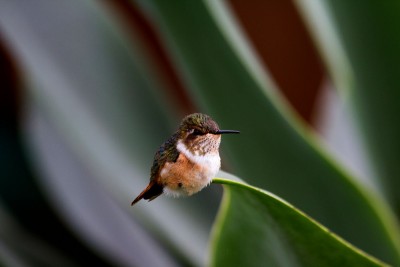 Hummingbird