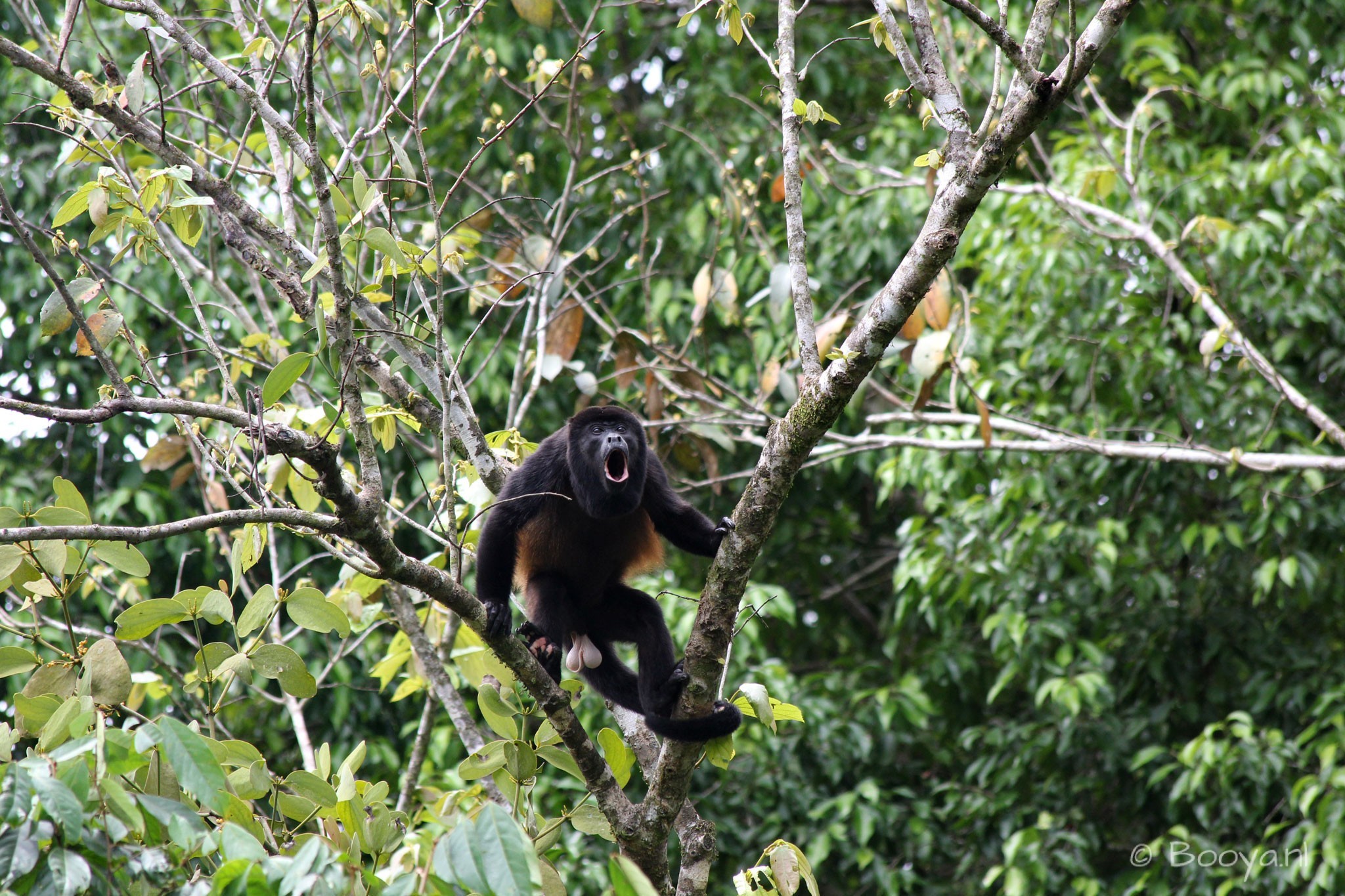 Howler monkey