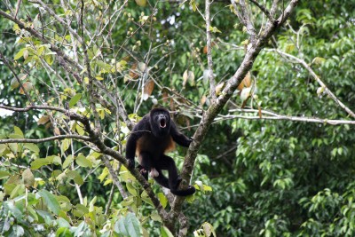 Howler monkey