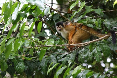 Squirrel Monkeys, Mom and baby