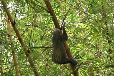 Two-toed Sloth