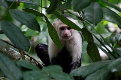 Capuchin monkey