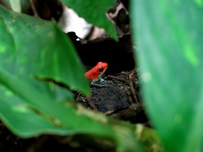 Blue Jeans Frog