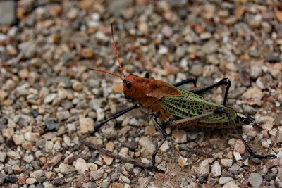 Large grasshopper