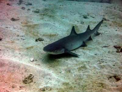 Diving at Caño Island, Whitetip Reef Shark