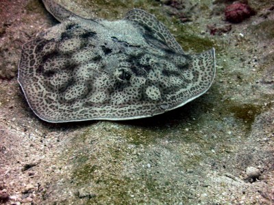 Diving at Caño Island, Whitetip Reef Shark