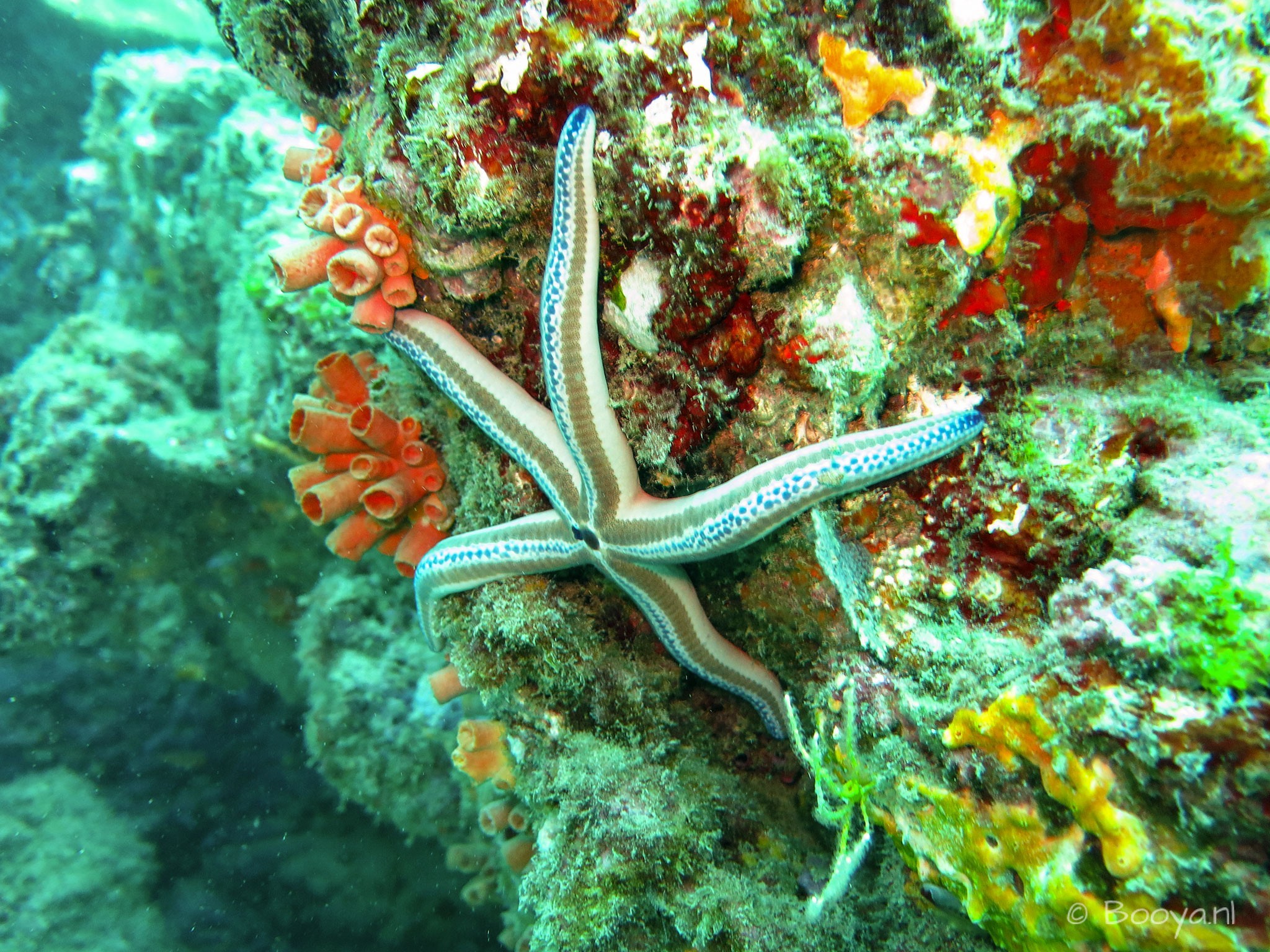 Diving at Caño Island, Starfish