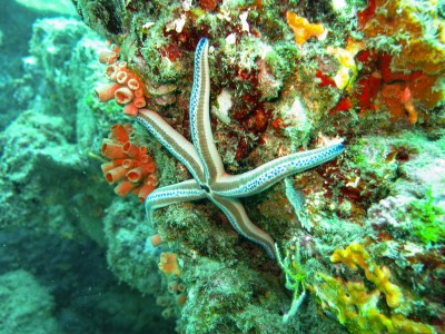 Diving at Caño Island, Starfish