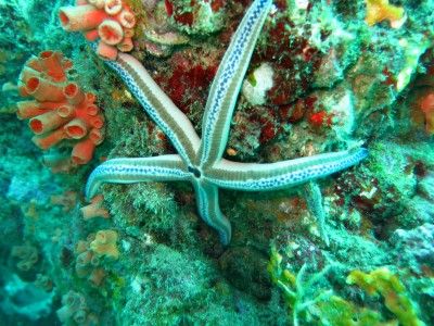 Diving at Caño Island, Starfish