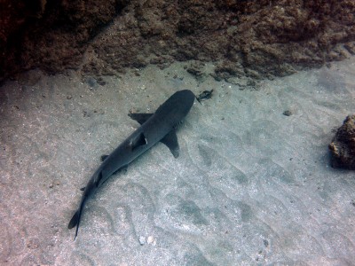 Diving at Caño Island, Whitetip Reef Shark