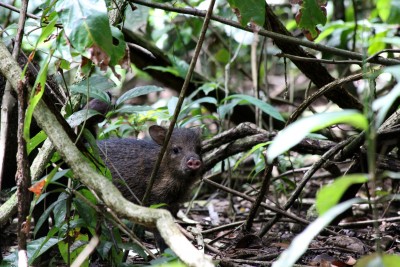  Baby pig at Corcovado National Park