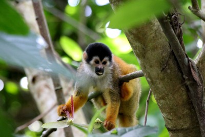 Squirrel Monkey