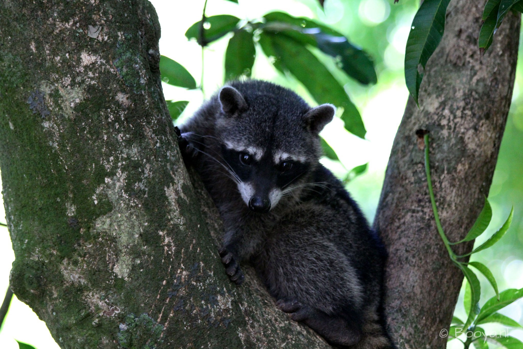 Raccoon