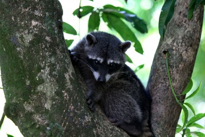 Raccoon