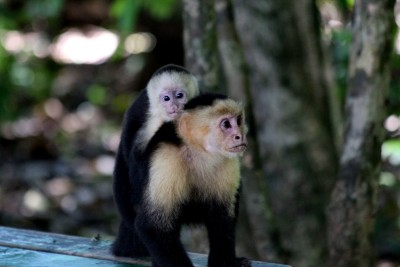 Capuchin monkeys at Manuel Antonio