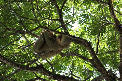 Three-toed sloth sleeping in a tree