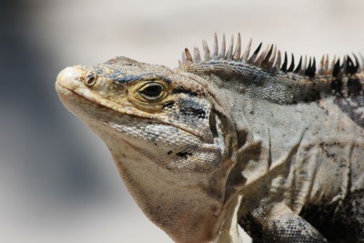 Iguana at Manuel Antonio