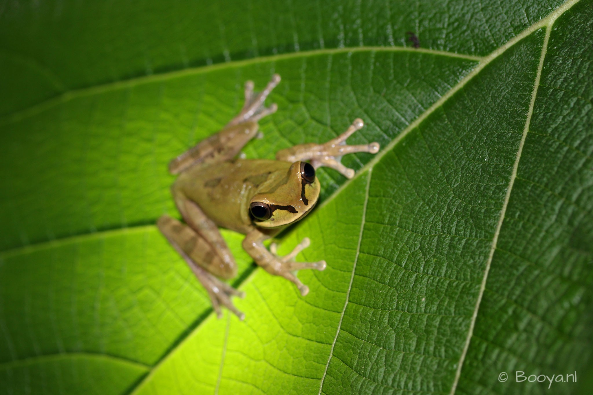 Frog on a leaf