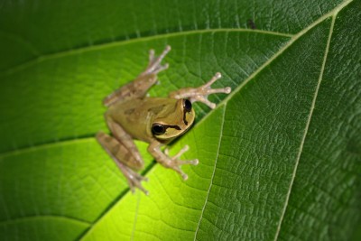 Frog on a leaf