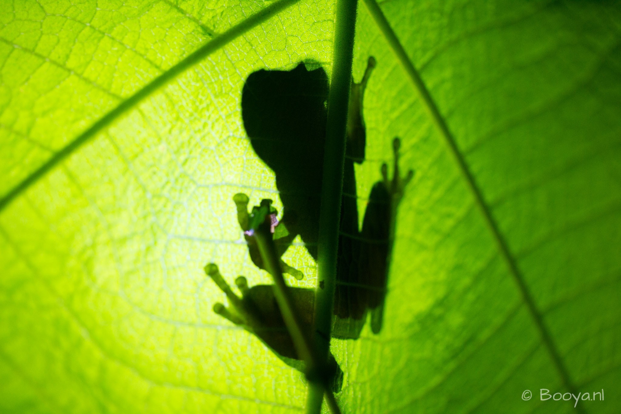 Frog on a leaf
