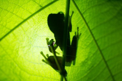 Frog on a leaf