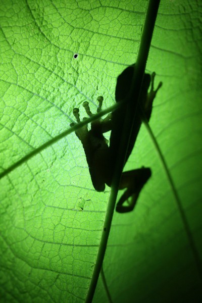 Frog on a leaf