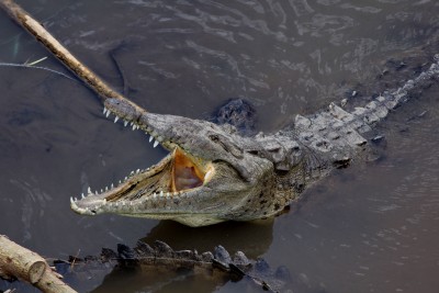 American Crocodile