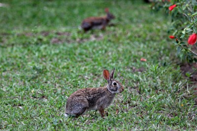 Bunnies