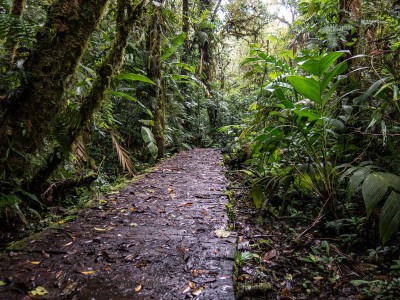 Monteverde Cloud Forest Reserve