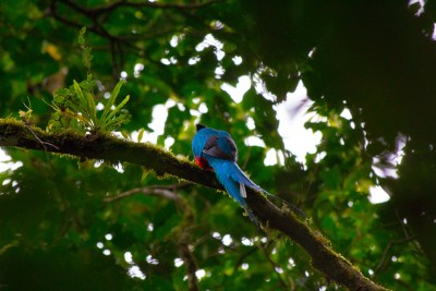 Quetzal at Monteverde