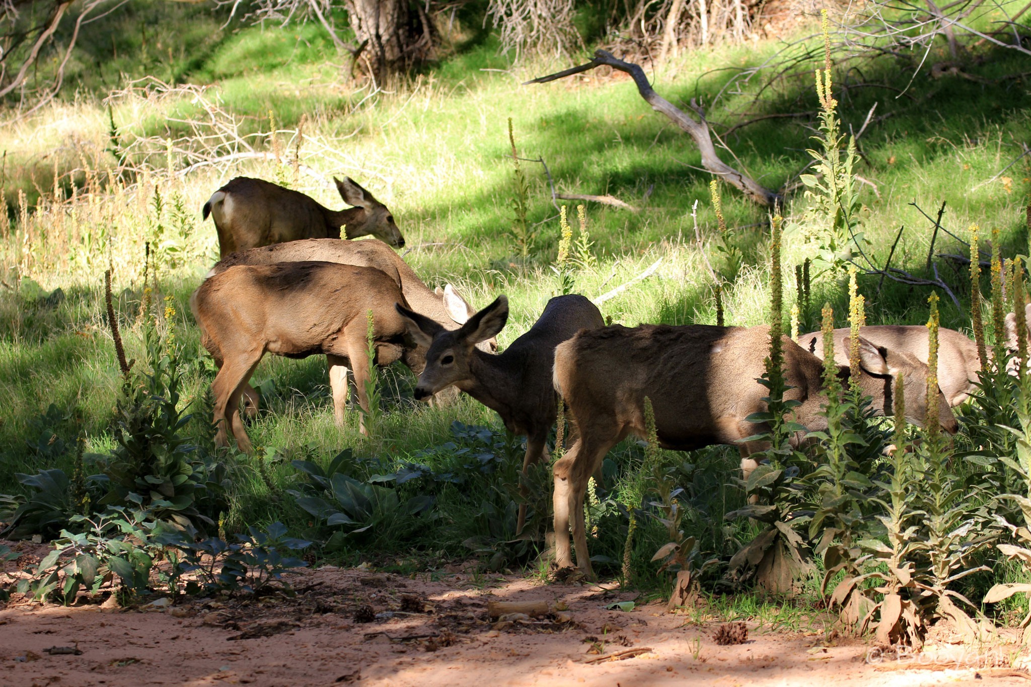 Zion National Park