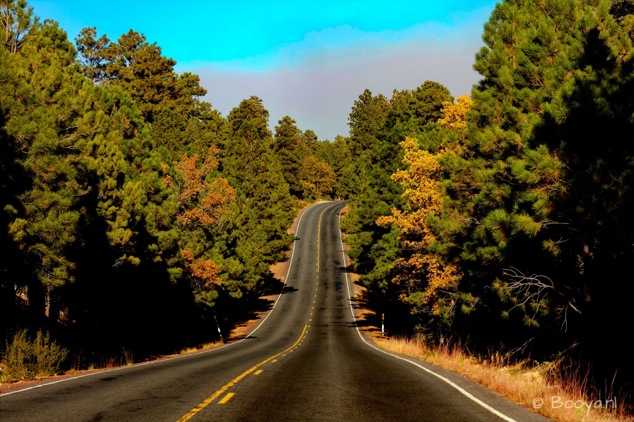 Road through Grand Canyon National Park