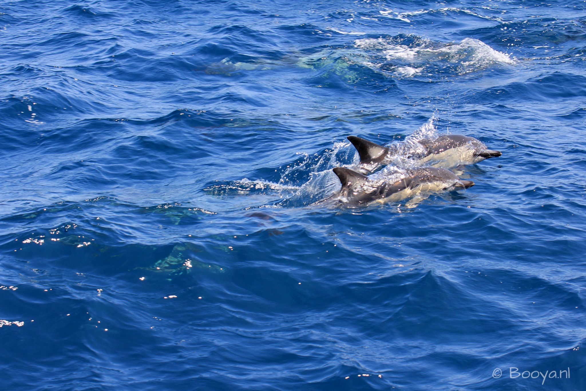 Common Dolphins