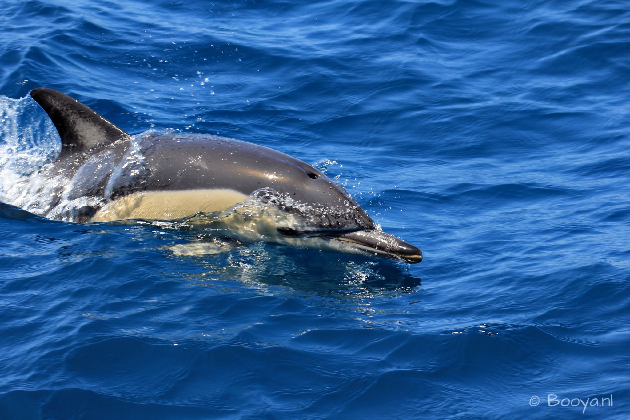 Common Dolphin