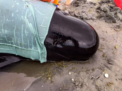 Helping stranded Pilot whales at Farewell Spit
