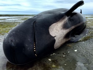 dead pilot whale