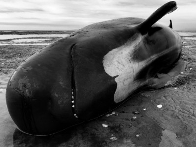 Emotional day... Stranded Pilot whales at Farewell Spit