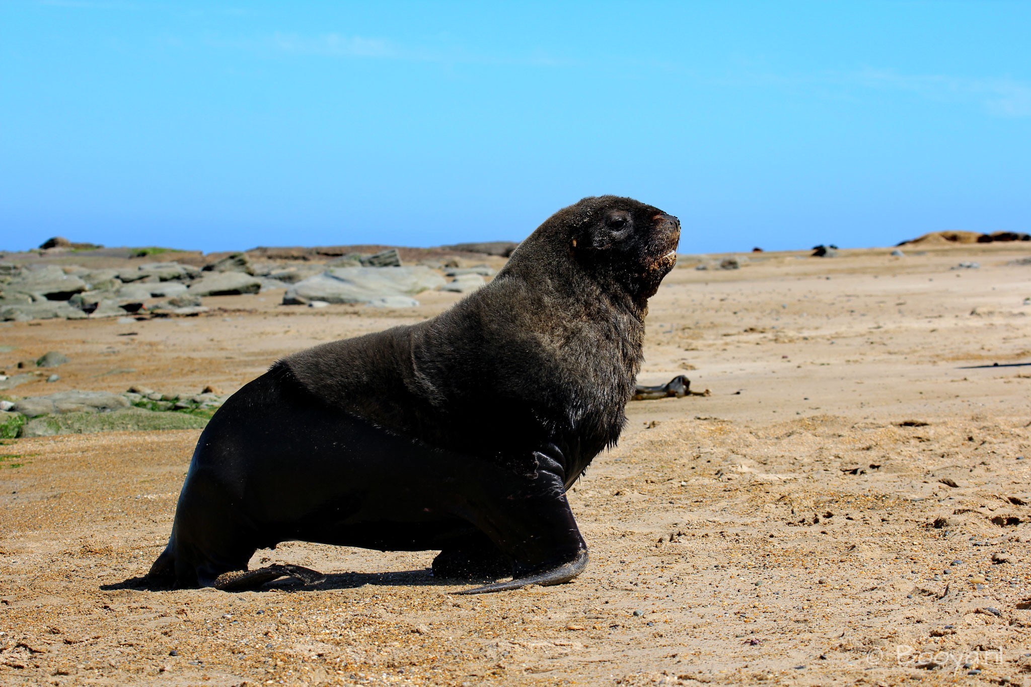 Sea Lion