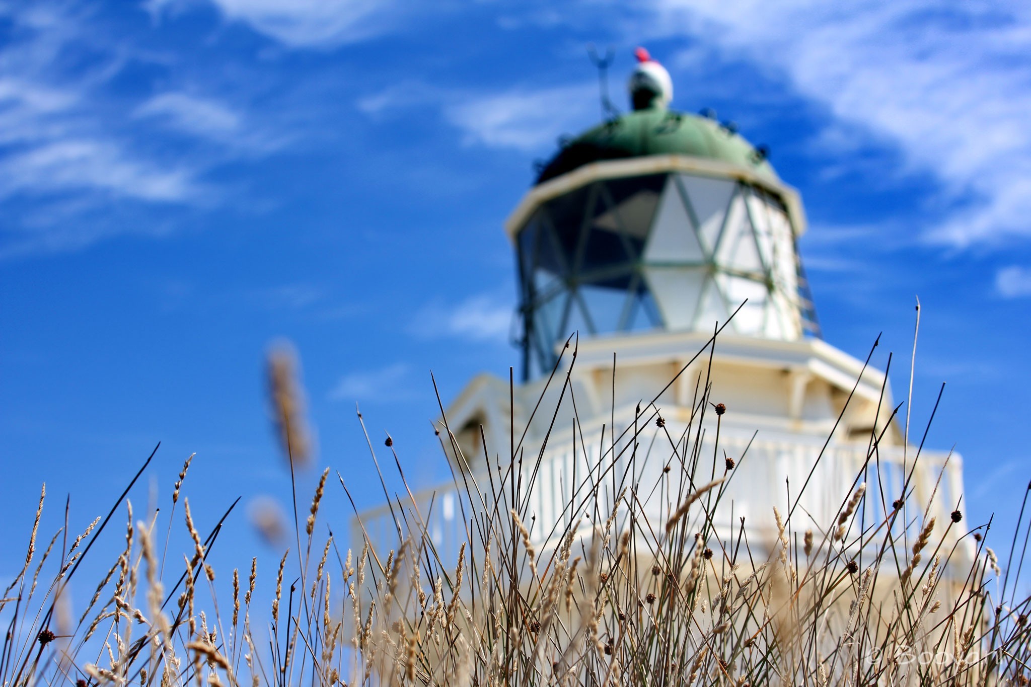 Waipapa Point, The Catlins