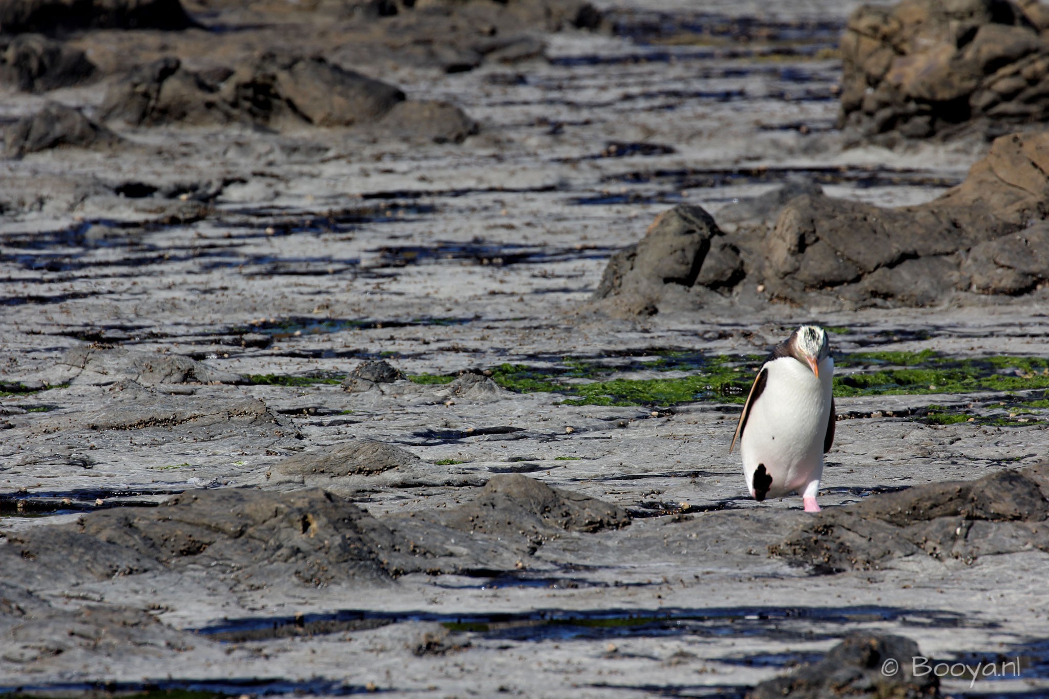 Yellow-Eyed Penguin