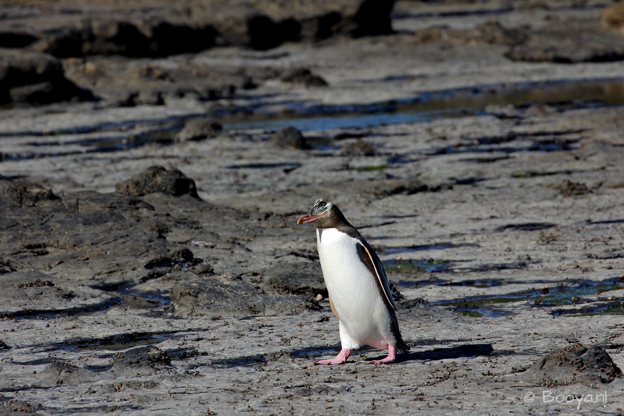 Yellow-Eyed Penguin