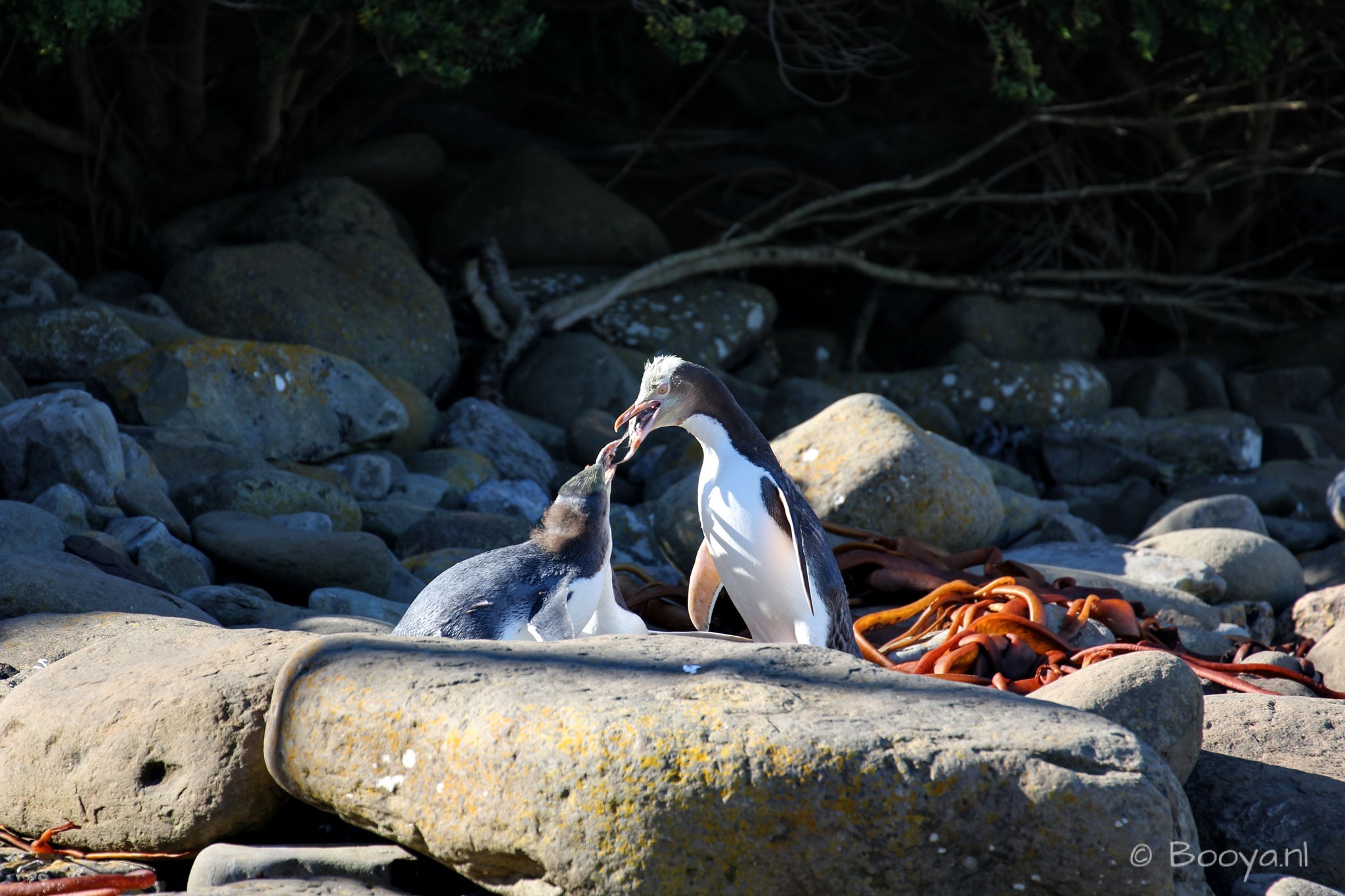 Yellow-Eyed Penguin feeding his chicks